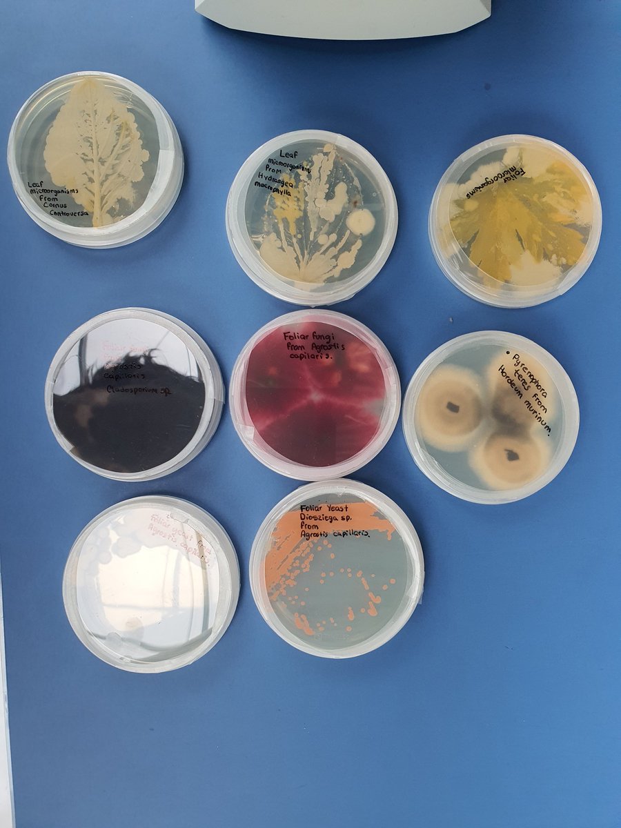 KielPlant's tweet photo. We are not alone! Just like humans, plants also have many microbes living on and in them, many of which help the plants fend off disease. Want to take a closer look?! Come visit us in the Mensa I @kieluni @KielRegion #scienceday! 🌱🦠👩‍🔬 https://t.co/acVazaiKeD