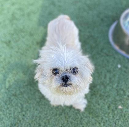 sahumane's tweet photo. Meet Mashed-Potato, this sweet 10 yr old senior is looking for her forever family! Come visit her at the SAHS! 🐕 https://t.co/PtcNJRggbB