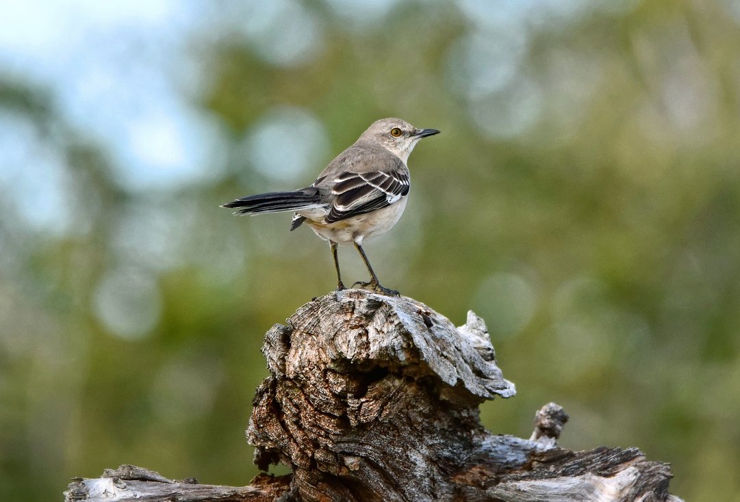 SparksCooks's tweet photo. A northern #mockingbird surveils the surrounding maritime #forest.
#birds #birding #birdphotography #birdwatching #songbird #wildlife #wildlifephotography #nature #NaturePhotography #naturelovers #floridabirds #GFBWT #FloridaBirdingTrail #FloridaTrail #FNST #AudubonFL https://t.co/ihIts2g9Fx