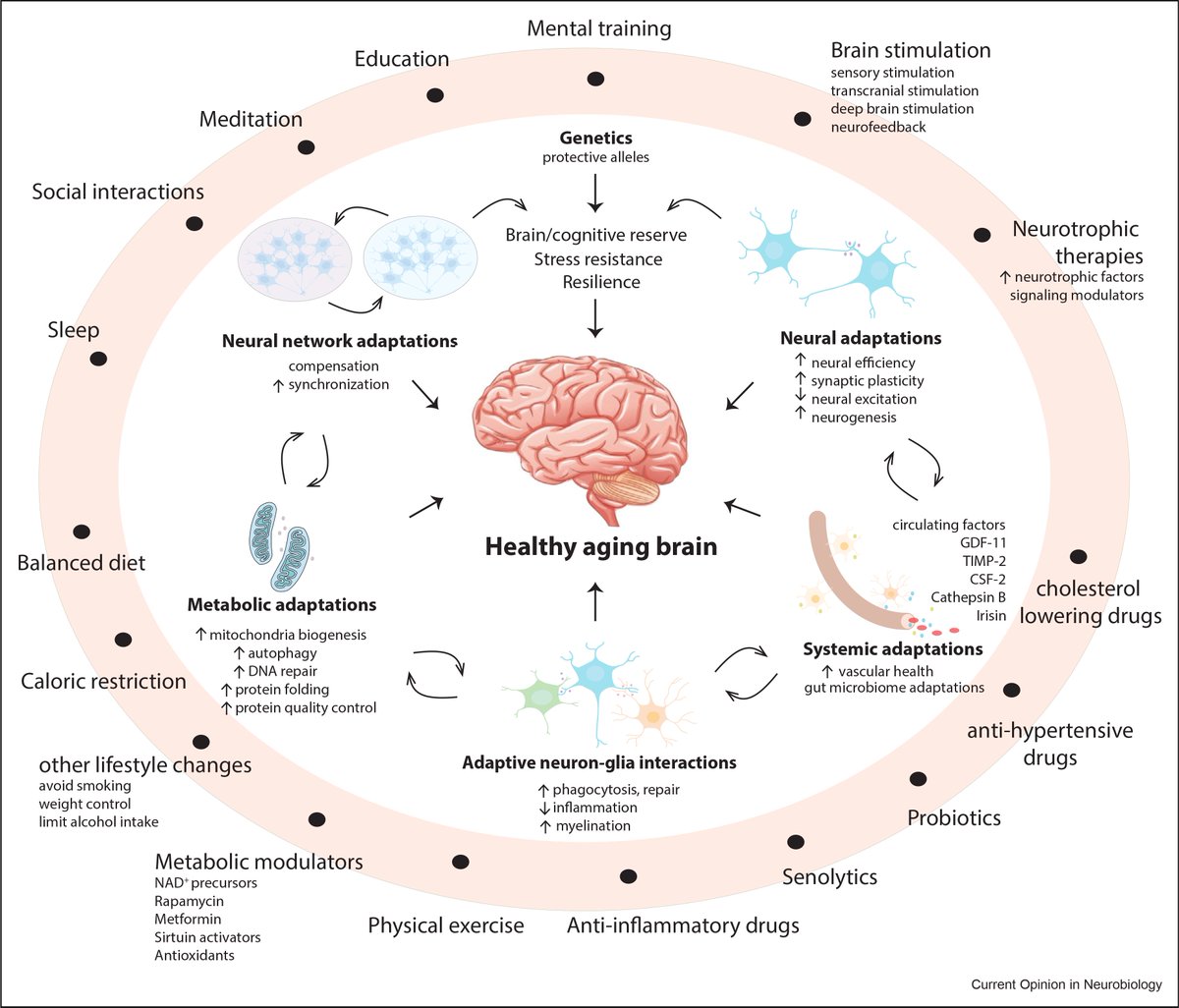 La dieta, ejercicio, restricción calórica, educación, entrenamiento mental, meditación, interacciones sociales y el sueño producen cambios adaptativos que protegen contra la neurodegeneración, cáncer, diabetes, e. cardiovasculares y síndrome metabólico
doi.org/10.1016/j.conb…
