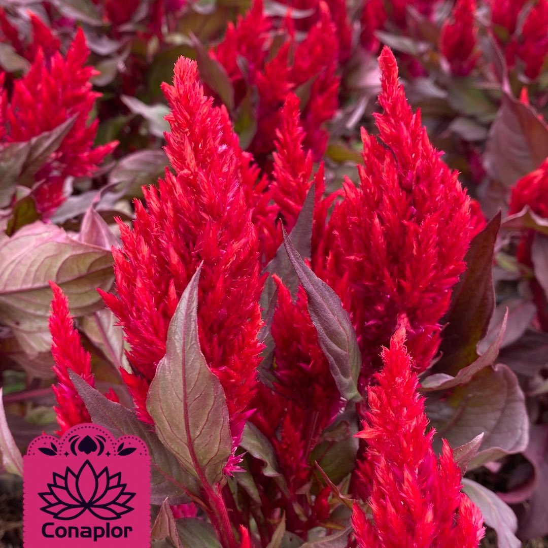 conaplor's tweet photo. Celosia roja para darle un toque de profundidad a sus ofrendas 💀🫶🏼. ¡Lindo viernes, #plantlovers! https://t.co/etHdKLOIgr