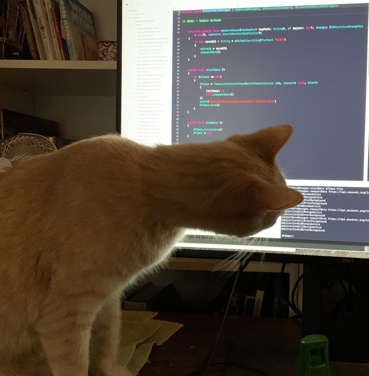 Vortmax's tweet photo. Sasquatch the code kitty:
- Checks the log
- Looks at code
- Points out the bug 🐜 

#cats #TelecommuteLife https://t.co/6RnB1iC8IY