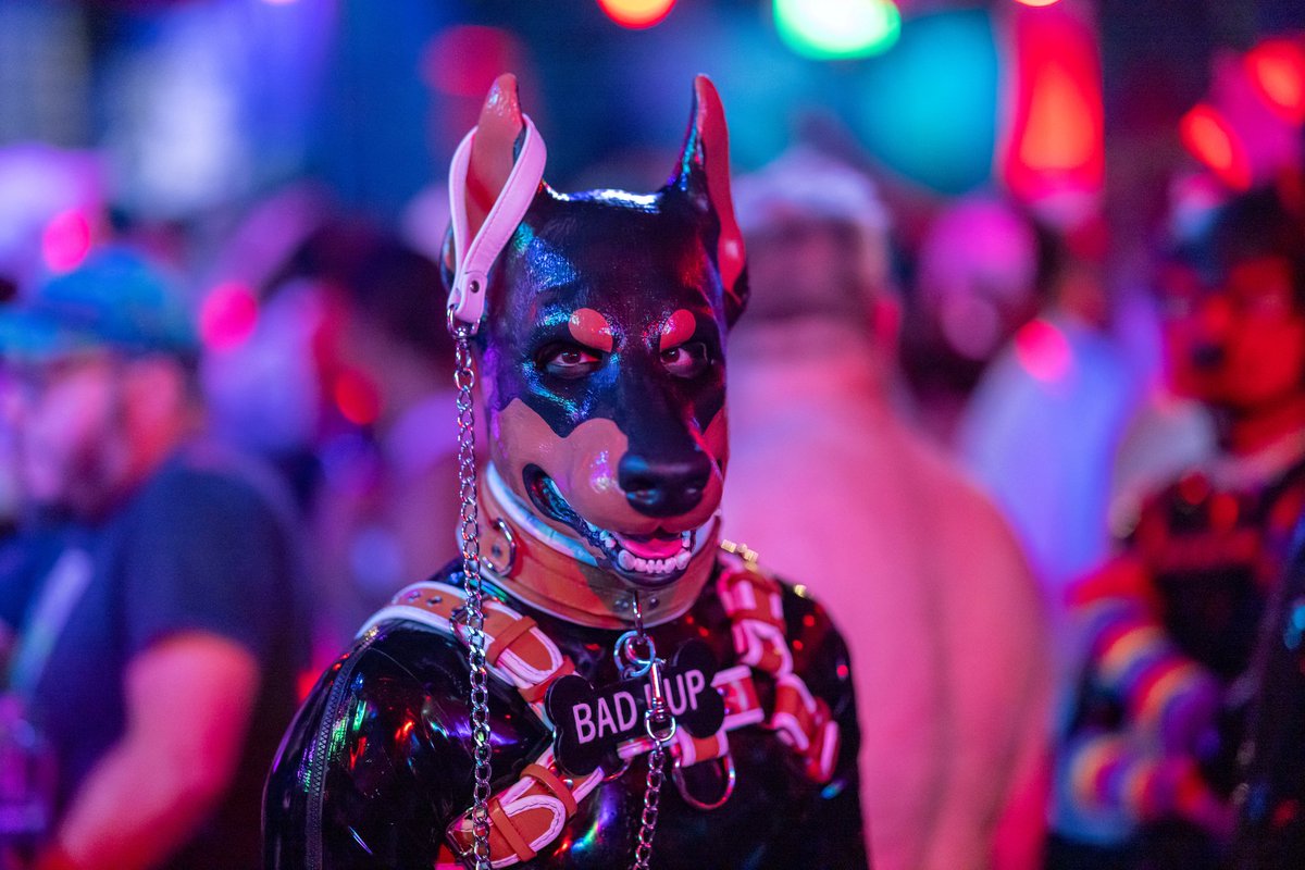 pup_mylo's tweet photo. Who wants to grab a hold of my leash and have this Dobie for the weekend?
📸: @RubberHandler https://t.co/z6zAEktXIs