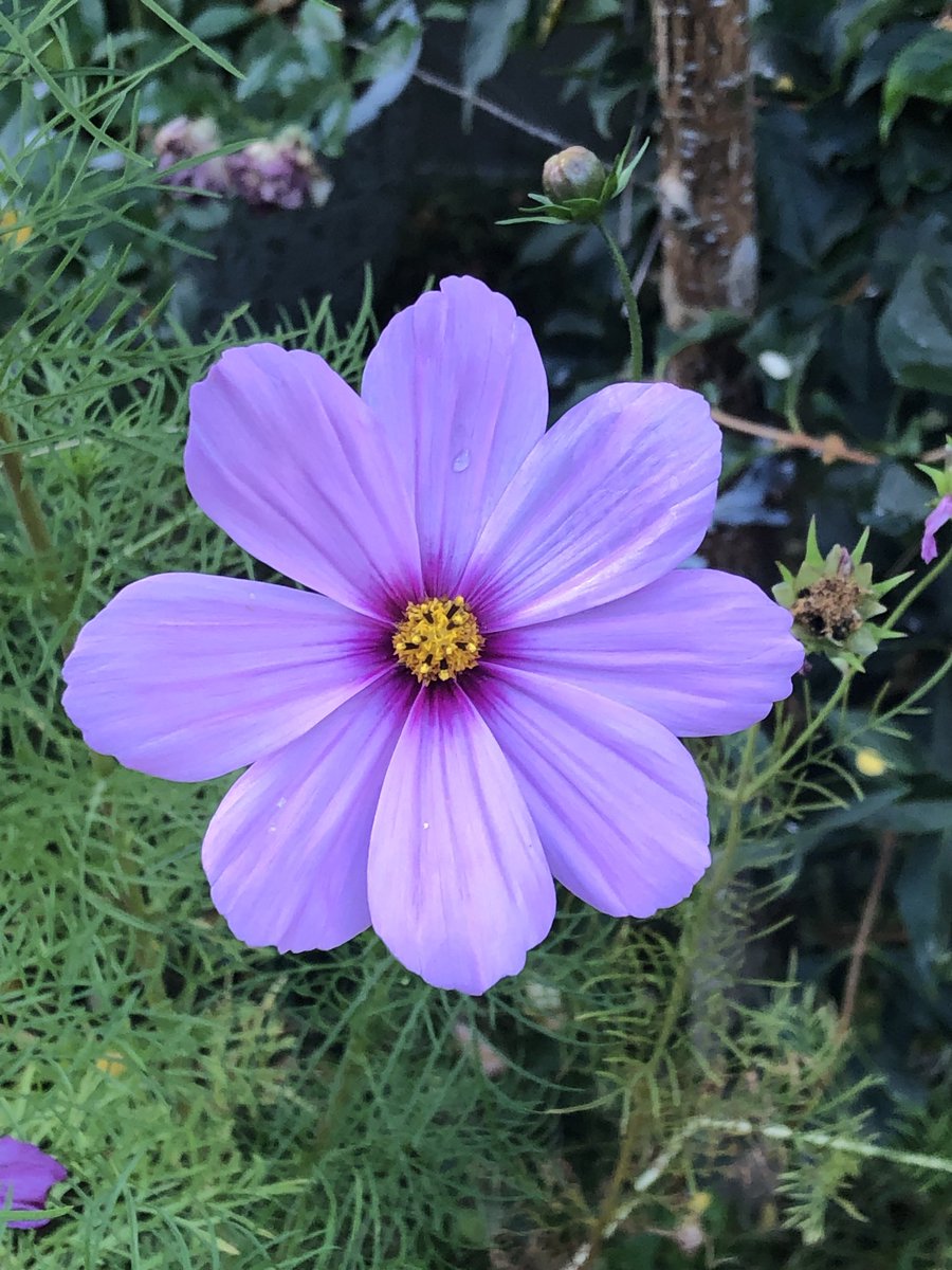 tinykarin's tweet photo. Happy #FlowerFriday!
#FlowersOnFriday #cosmos #gardening https://t.co/WizPussKXe