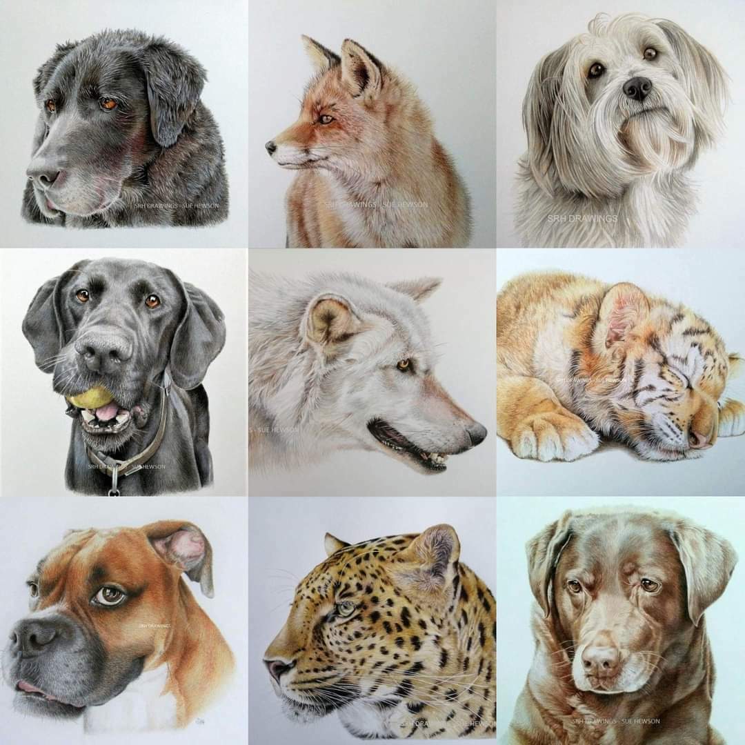 srh_sue's tweet photo. Should have a new ink drawing to share with you tomorrow but for now here's a collection of coloured pencil portraits. 
#art #wildlifeart #pencilart #animalart #canineart #petportraits #artist https://t.co/fhpXVPzVIF