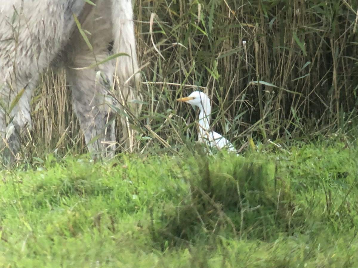 cianbirder's tweet photo. Just found this cattle egret south end of Cahore marsh, Wexford @BirdGuides #birdfinding https://t.co/5MZ6sfXfF0