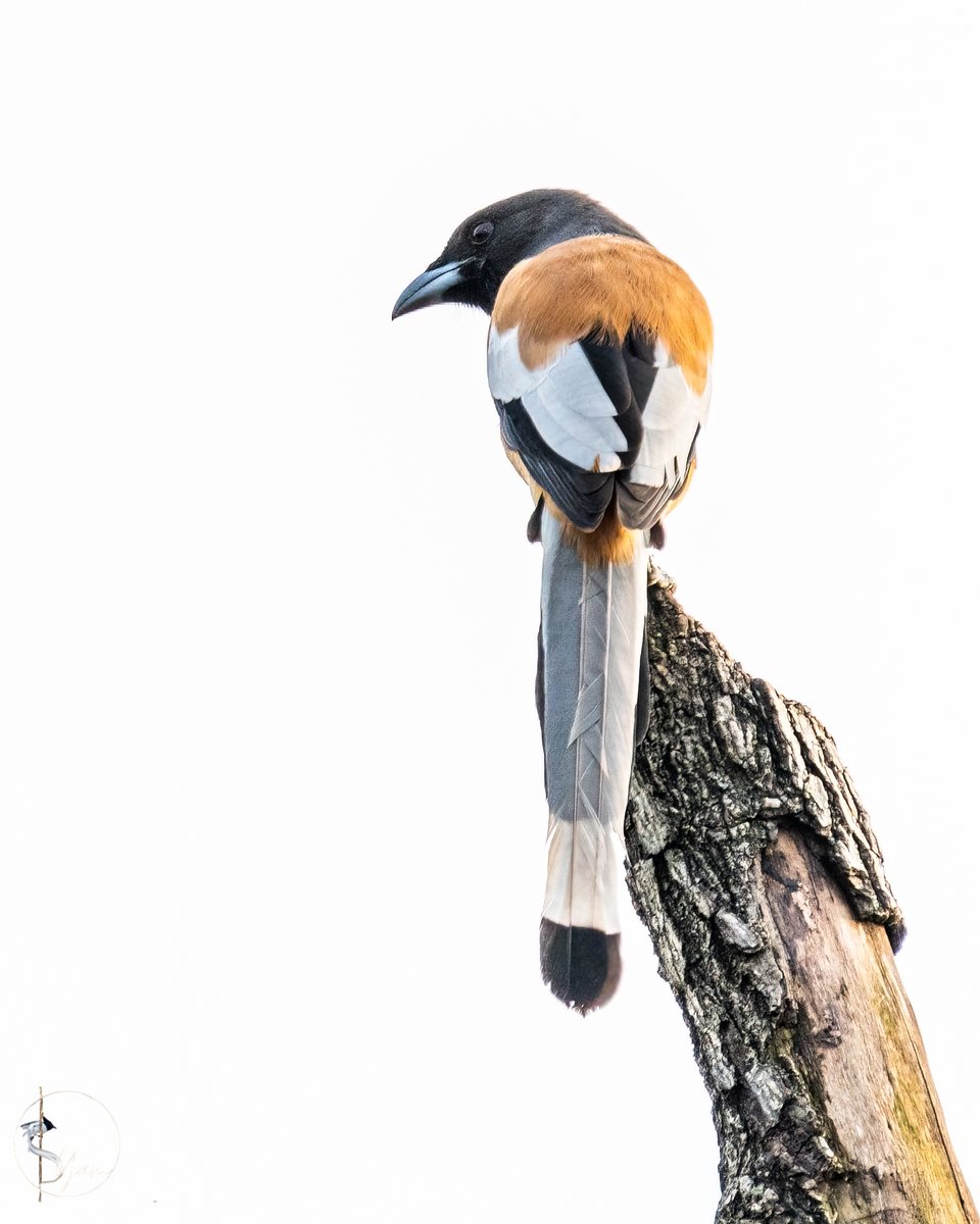 Rufous Treepie
Narsapur forest range, Telangana
Sep2022

instagram.com/syampotturi

#rufoustreepie
#IndiAves #birdwatching #birdphotography #birds #BirdsSeenIn2022 #TwitterNatureCommunity