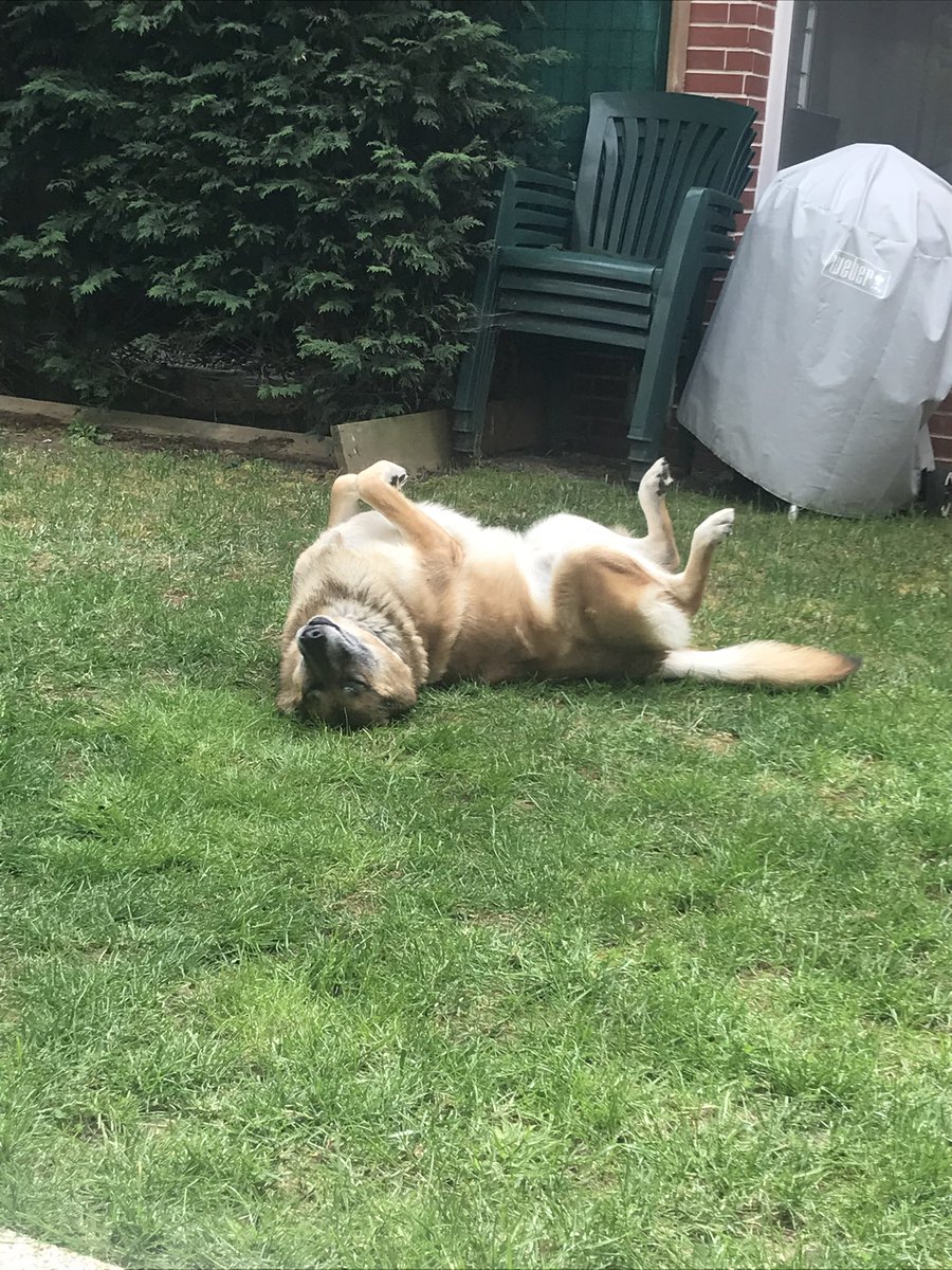 atherackk's tweet photo. @Shisheyu Mon petit (pas si petit) chien! (La première photo il est bloqué sous la table et osait plus bouger https://t.co/PpI6Z80PBm