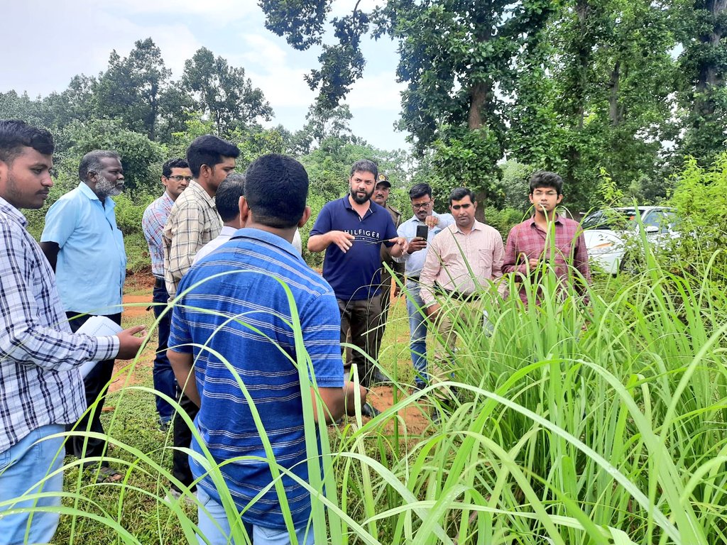DFOJharsuguda's tweet photo. #experts from  Project Management Unit(PMU) under #OFSDP_II visited  #lemongrass Cultivation clusters for planning on #Value addition,#Marketing and #livelihood initiatives of #VSS villages under  different Ranges.
#JFMC 
@ForestDeptt
@dm_jharsuguda https://t.co/ZQZWMK5czH