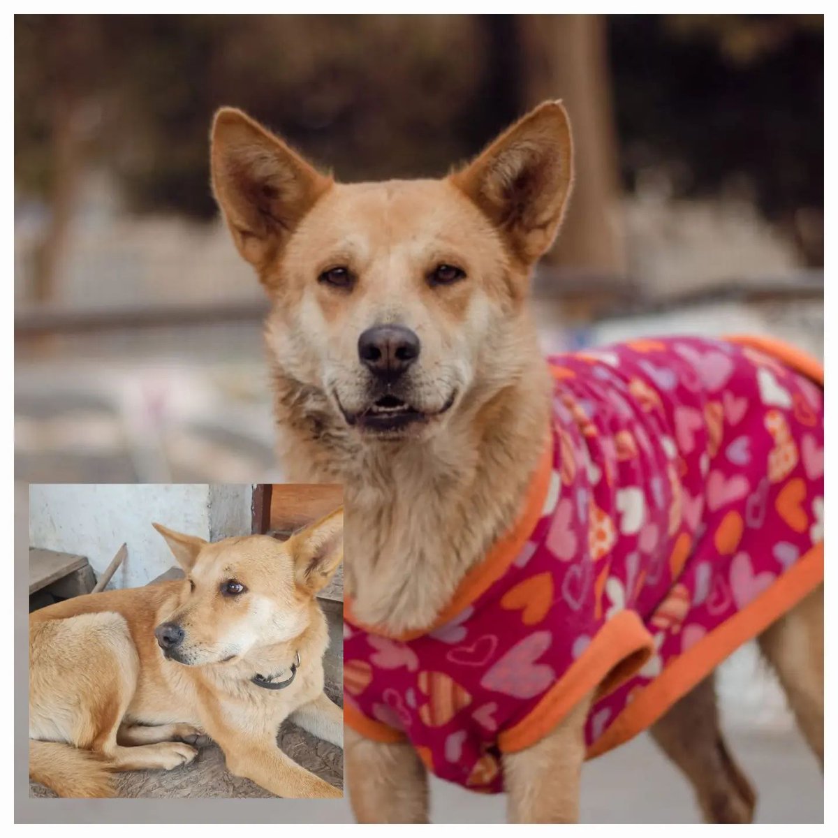 Buscamos hogar para Kitty, ella es súper amorosa, tierna y juguetona, muy simpática.
Está esterilizada, vacunada y desparasitada, lista para ser parte de una familia cariñosa y 🙂 es mediana.
Interesados o consultas a abandonadosparque@gmail.com

#AdoptaNoCompres
#Santiago