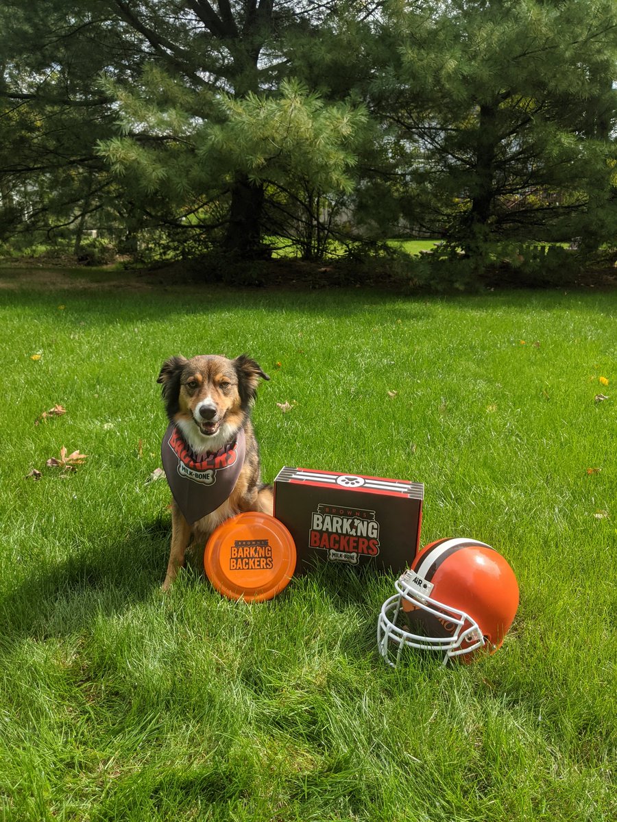 JessicaGuider's tweet photo. Mugsie is ready for Sunday!!! 🤎🧡🏈 #GoBrowns #BarkingBackers @Browns https://t.co/jnHZ43iwLb