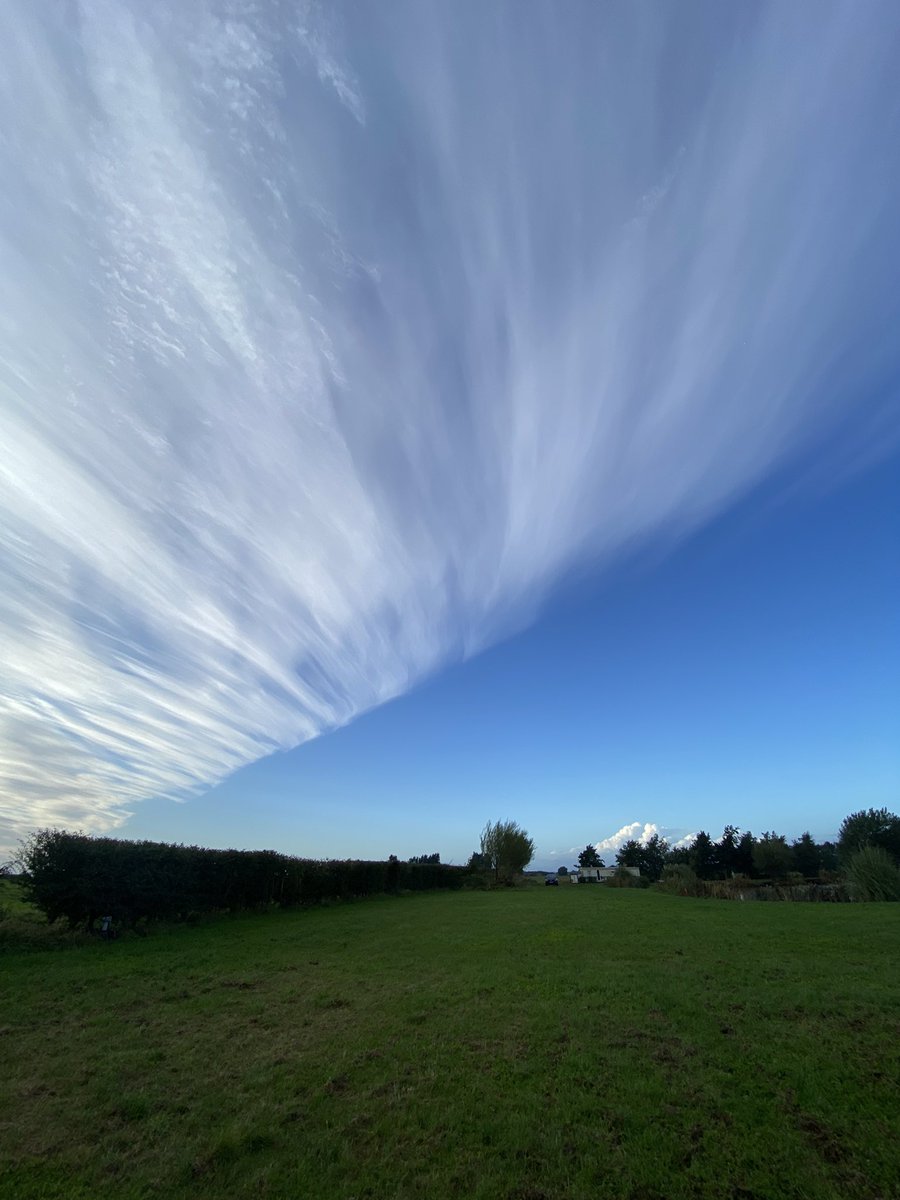 Will Sergeant tweet media