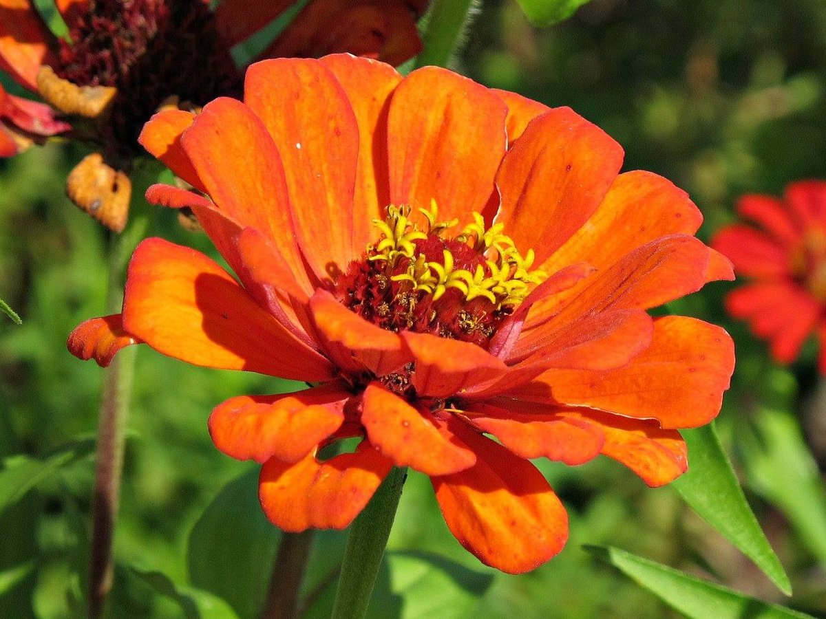 roykelley's tweet photo. Zinnia, Lewis Ginter Botanical Garden,Richmond, Virginia USA IMG 1130
Canon PowerShot G11 Camera
Photograph by Roy Kelley
Roy and Dolores Kelley Photographs
#Zinnias #Flowers #FlowerPhotography #Gardens #LewisGinter #Gardening https://t.co/f0heFrvSFE