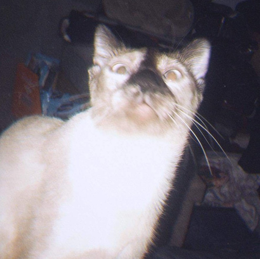 hemogoblinnn's tweet photo. Himengmeng 😺 #squamese
#squammy na #siamese https://t.co/Gv1wa4UcRD