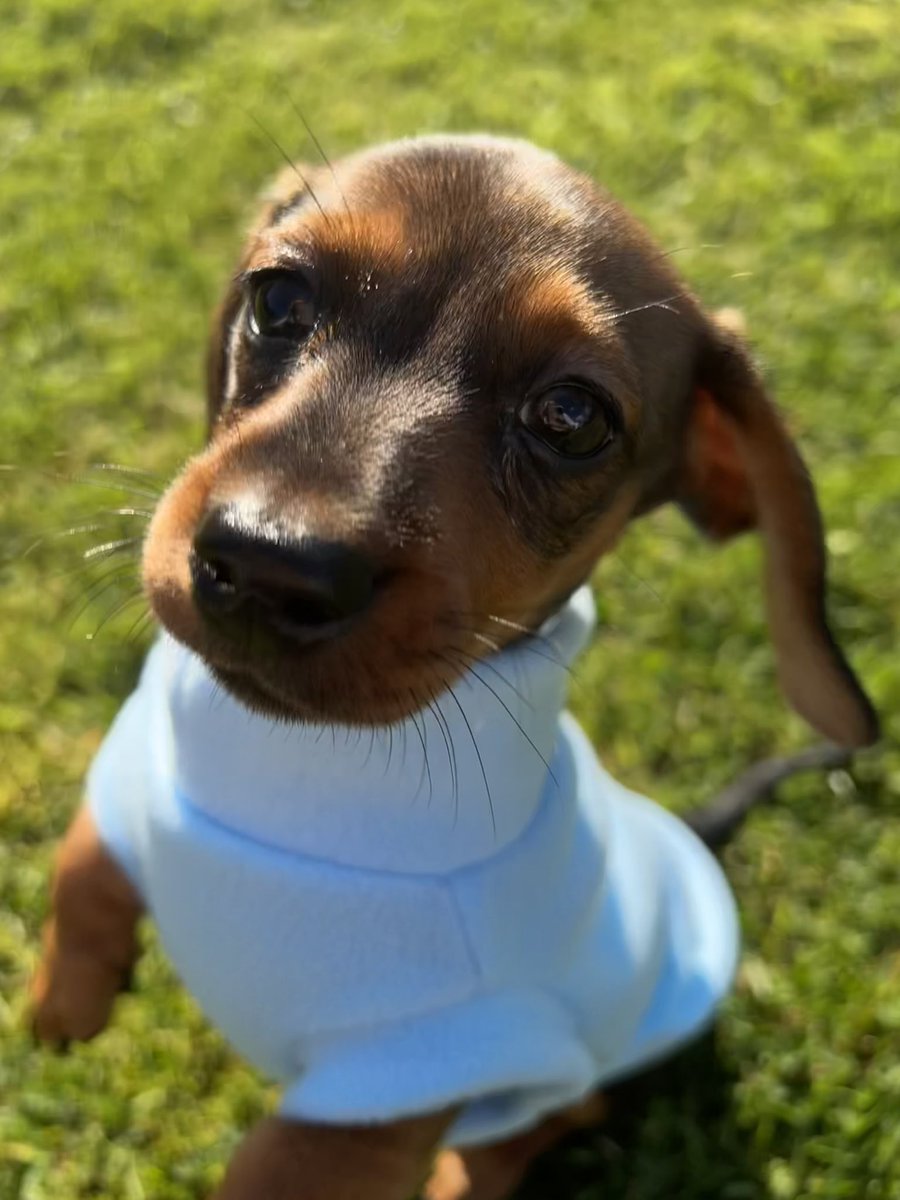 So in love with my little Obi💕