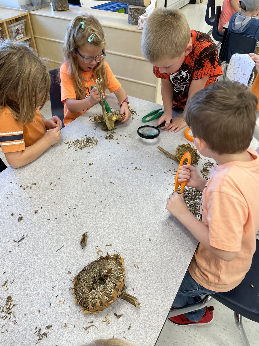 LambtonEast's tweet photo. Exploration time with Sunflowers in FDK today. Lots of great observations and conversations about their discoveries. @LKelempro #lkdsb #studentexploration @MissSitlington https://t.co/9tQgPN05yH