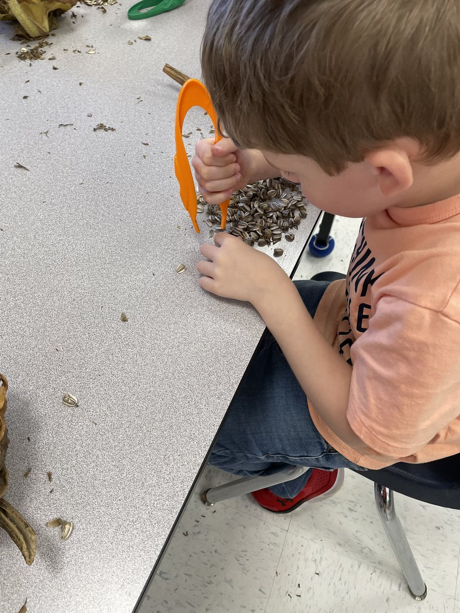 LambtonEast's tweet photo. Exploration time with Sunflowers in FDK today. Lots of great observations and conversations about their discoveries. @LKelempro #lkdsb #studentexploration @MissSitlington https://t.co/9tQgPN05yH
