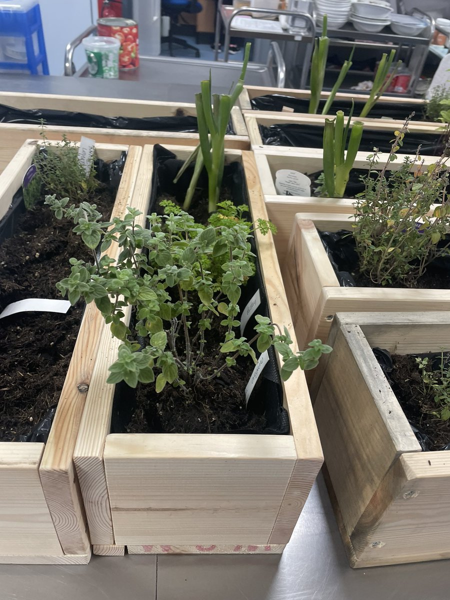 Amazing work towards our sustainability goals from Mrs Divers. Adding to our sustainable herb gardens using mini planters made by some of our pupils at the shed! #learningforsustainability #outdoorlearning <a href="/ArmadaleAcademy/">Armadale Academy</a>