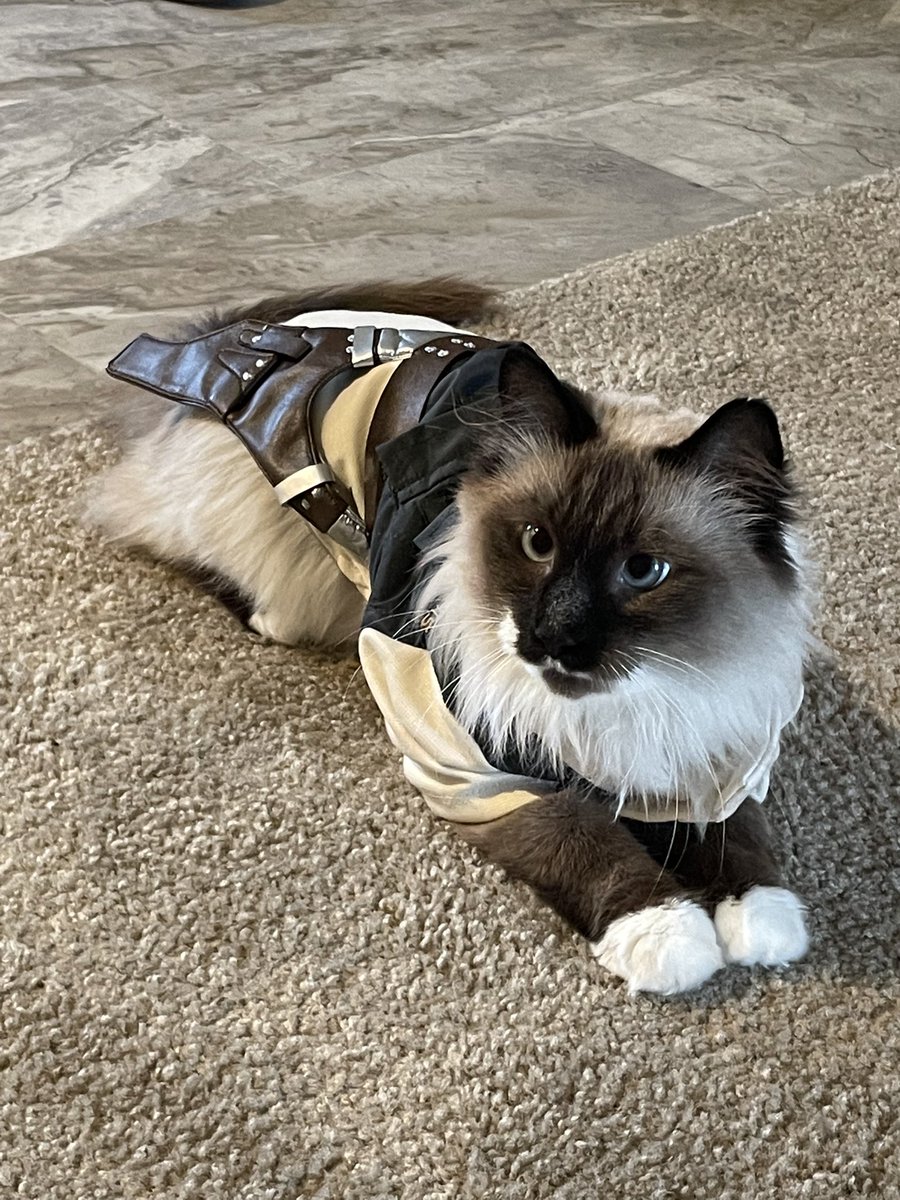 itsbellebottoms's tweet photo. omg it’s han solo!!!! https://t.co/Qj8jF5O7GZ