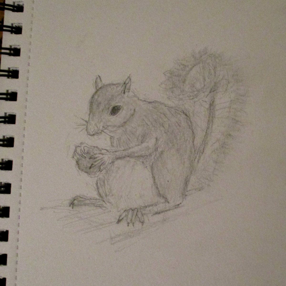 Eric the squirrel looks rather pensive.

He's been searching for a producer that can also play live instruments.

If only he knew about Tony White.

#musicproduction 
#keyboard #guitar #drums 
#drawing #squirrel #nuts 

whitelightproduction.com