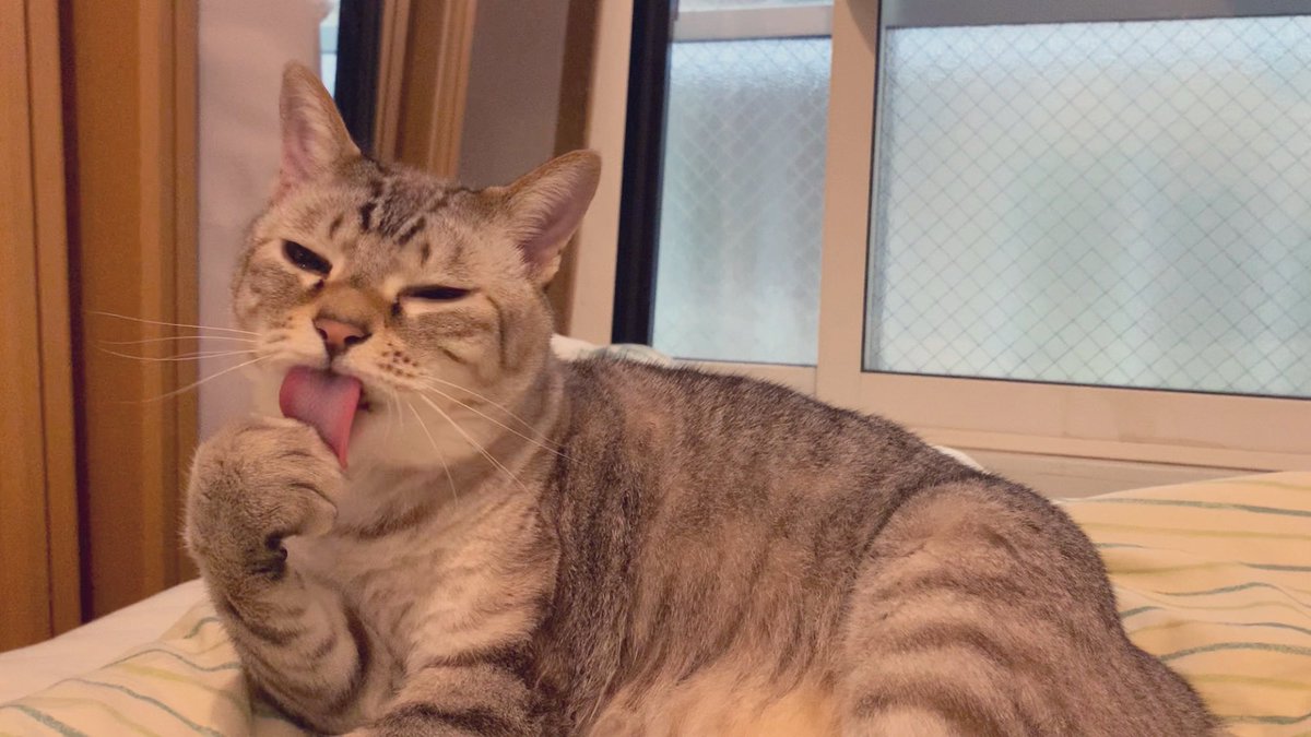 ずっと見ていられる猫の毛づくろい(グルーミング)

youtu.be/CbsDcEZgJaQ