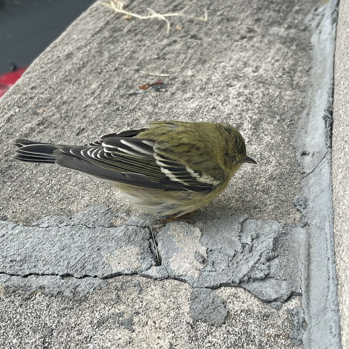 brooklynbrood's tweet photo. This little guy crashed into our window (near Prospect Park) and now seems pretty stunned. Waiting to see if he can fly on his own, but anyone know what bird this is? @BirdBrklyn https://t.co/Co6Xn4EcPl