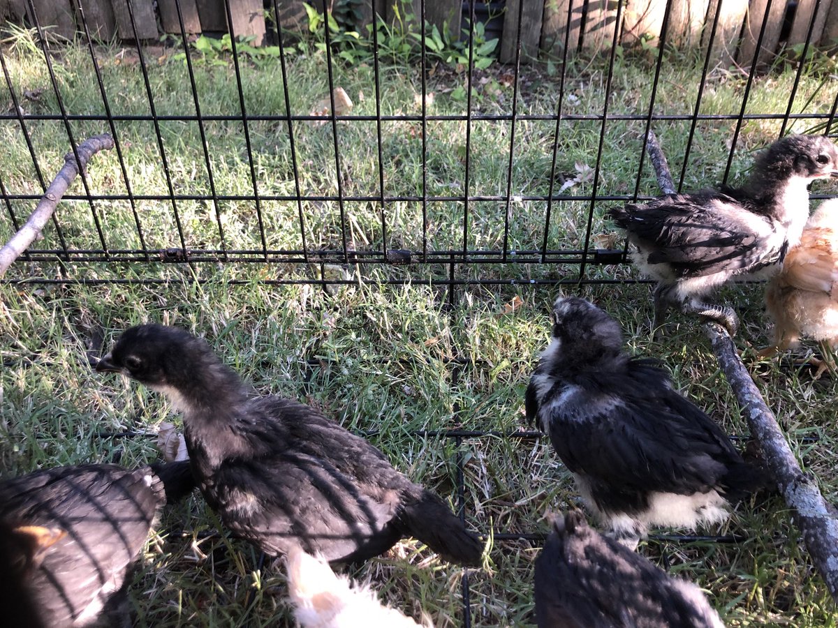 SLUHSustain's tweet photo. How many chicks should SLUH a get?? https://t.co/shw0yQ8A5f