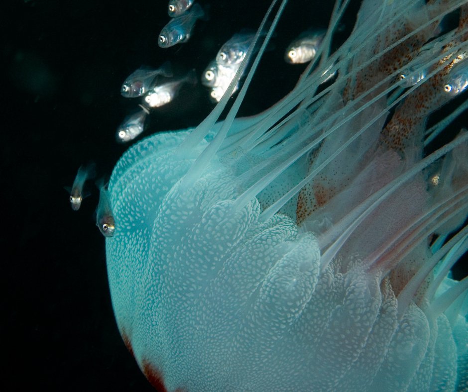 TINY TRAVELERS take the Buddy System to a new level. Here, a small school of fish hitch a ride through the blue with a jellyfish in Gray's Reef National Marine Sanctuary. 

📷Greg McFall/NOAA

@GraysReefNMS 
#SaveSpectacular