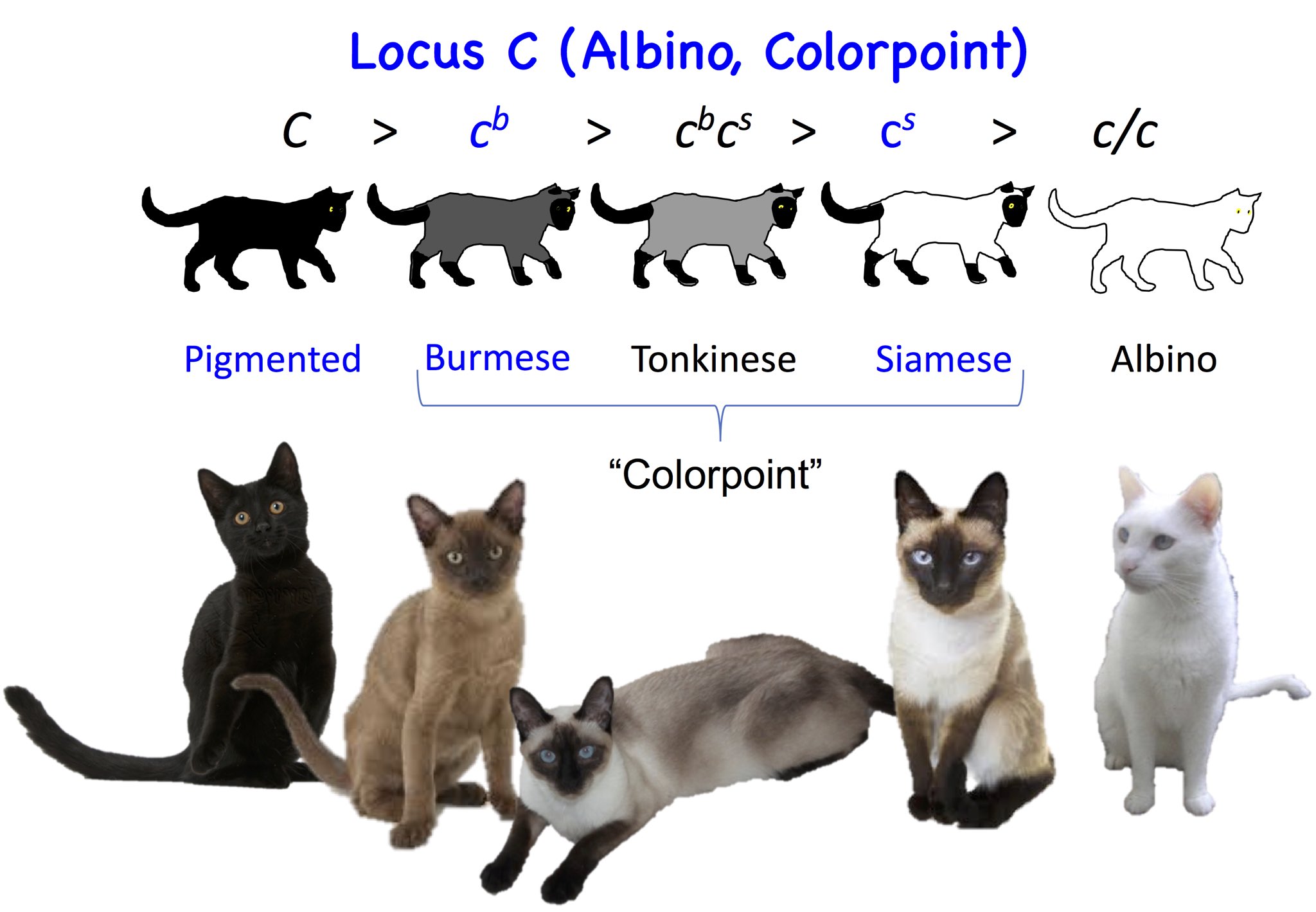 Генетика кошек