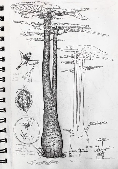 Ink drawing of the great cuocuoc, a massive feathervane found in coastal regions of birgworld. 