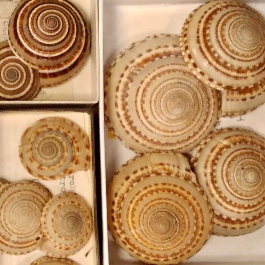 DigInverts's tweet photo. Did you know @ASU has a mollusk collection of approximately 140,000 specimens? It’s currently managed by a dedicated Volunteer Curator and @BioKIC_ASU staff.
Photos: Samanta Orellana
#iDigBio #Symbiota #SymbiotaSupportHub #ASUMOC https://t.co/N2jzZGdS94