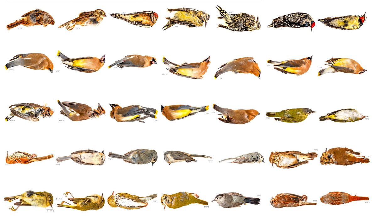MatthewCicanese's tweet image. In 2014 I helped document bird #WindowCollisions at @DukeU for my series ‘Death by Pane’. This is a composite image I made at the time. Would love to talk shop with you. #BirdCollision #WindowStrike #DeadBirds