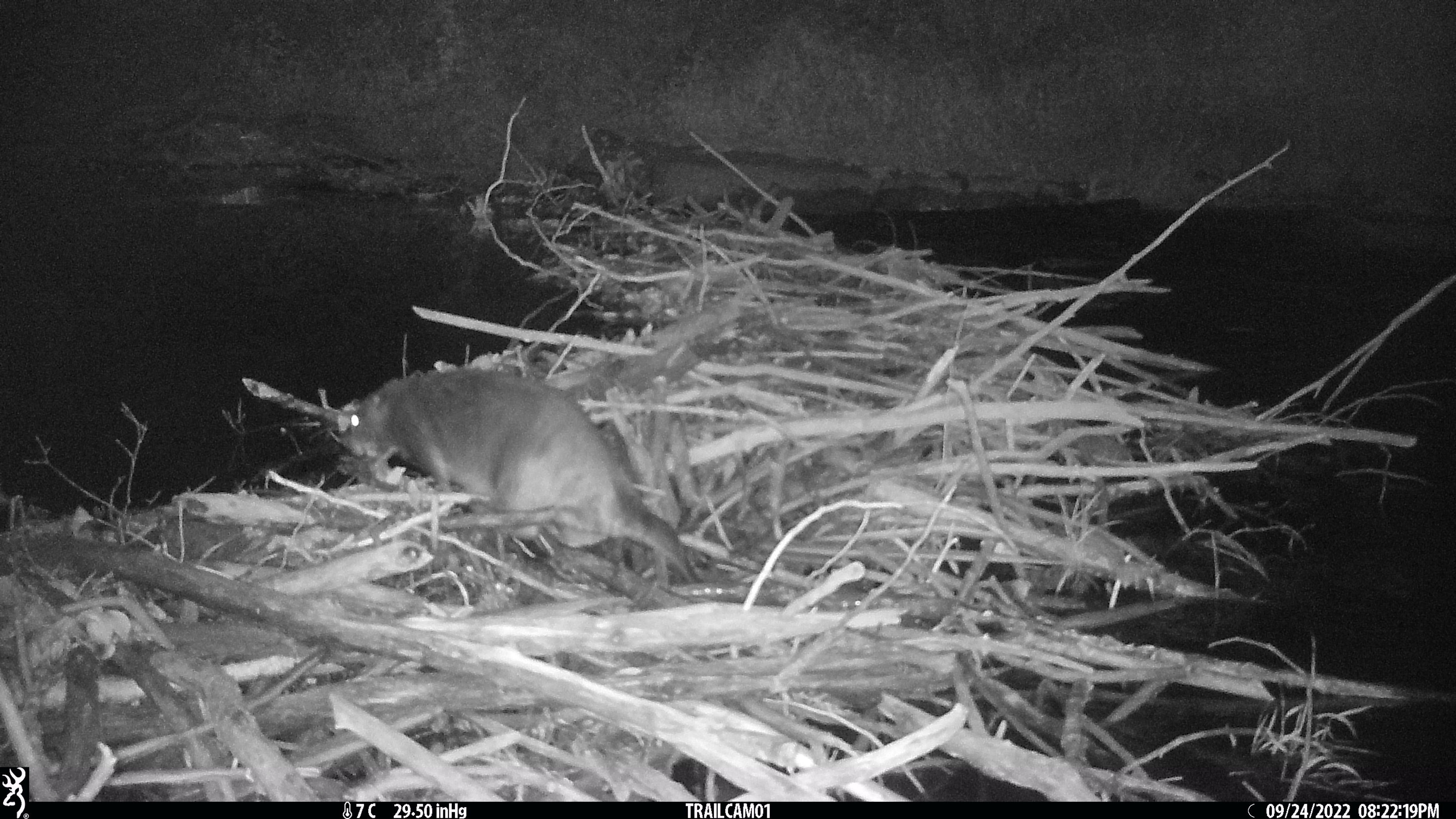 CritterCamGorilla😊 on Twitter: "Now they're both in the water, the one