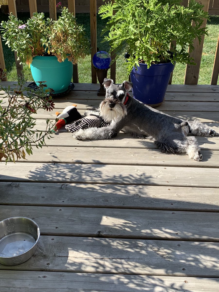 margLbarr's tweet photo. Watson and I are both loving this great weather! https://t.co/wLSHPrrxMD