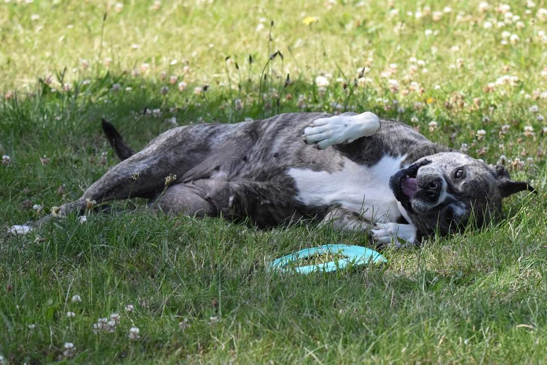 LolaMennola's tweet image. Hello fens.