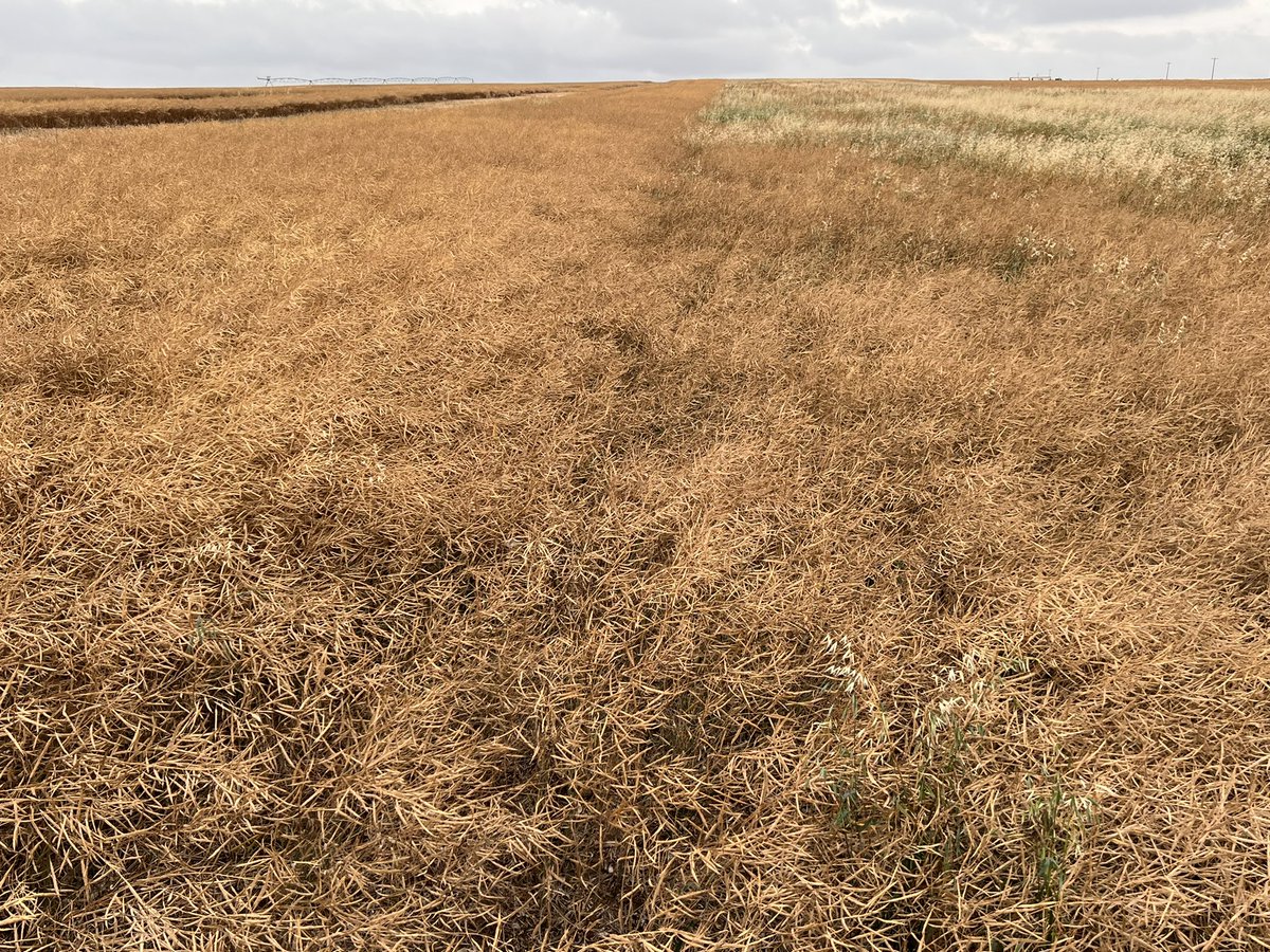Thx <a href="/Crocus_Ag/">Alex Shuttleworth, CCA</a> for the wagon rental! No #phosphorus on irrigated #canola with zero P applied for 4 years looks to be ~25bu loss. #research