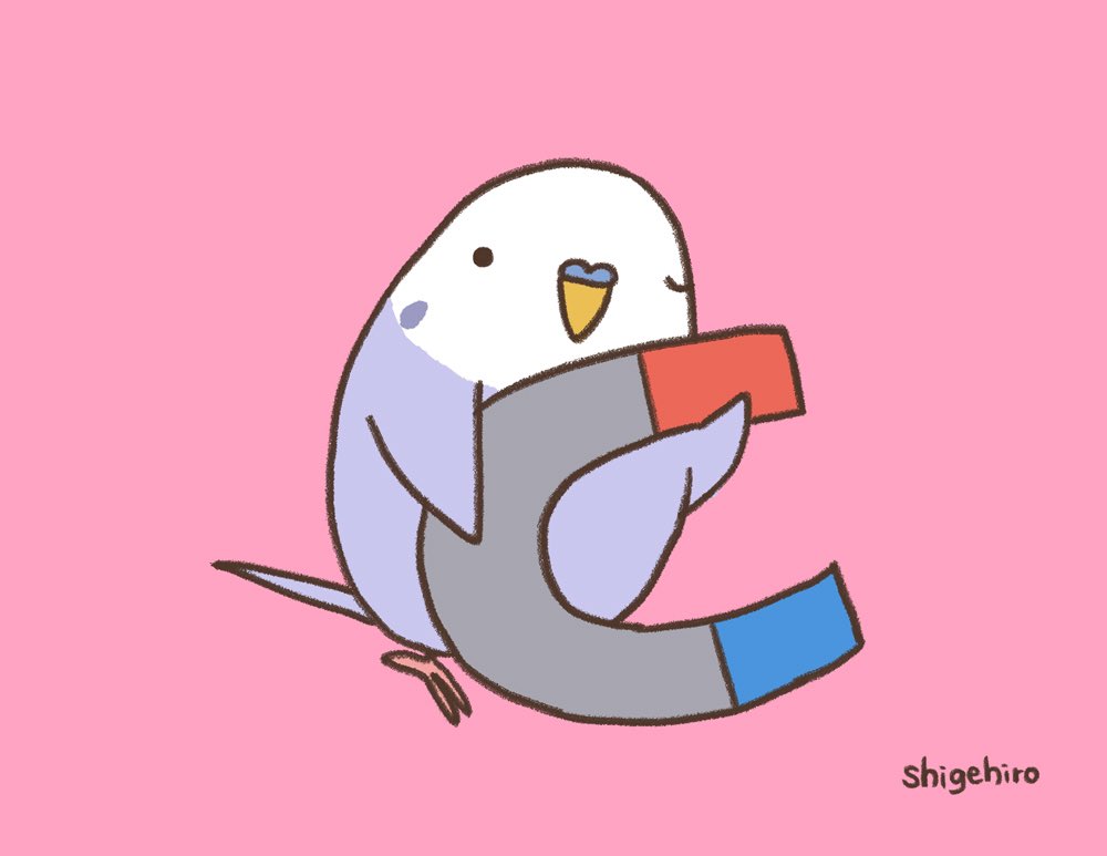 pisuke_shige's tweet image. ぼくの可愛さに引き寄せられちゃった？

#磁石の日🧲 #セキセイインコ