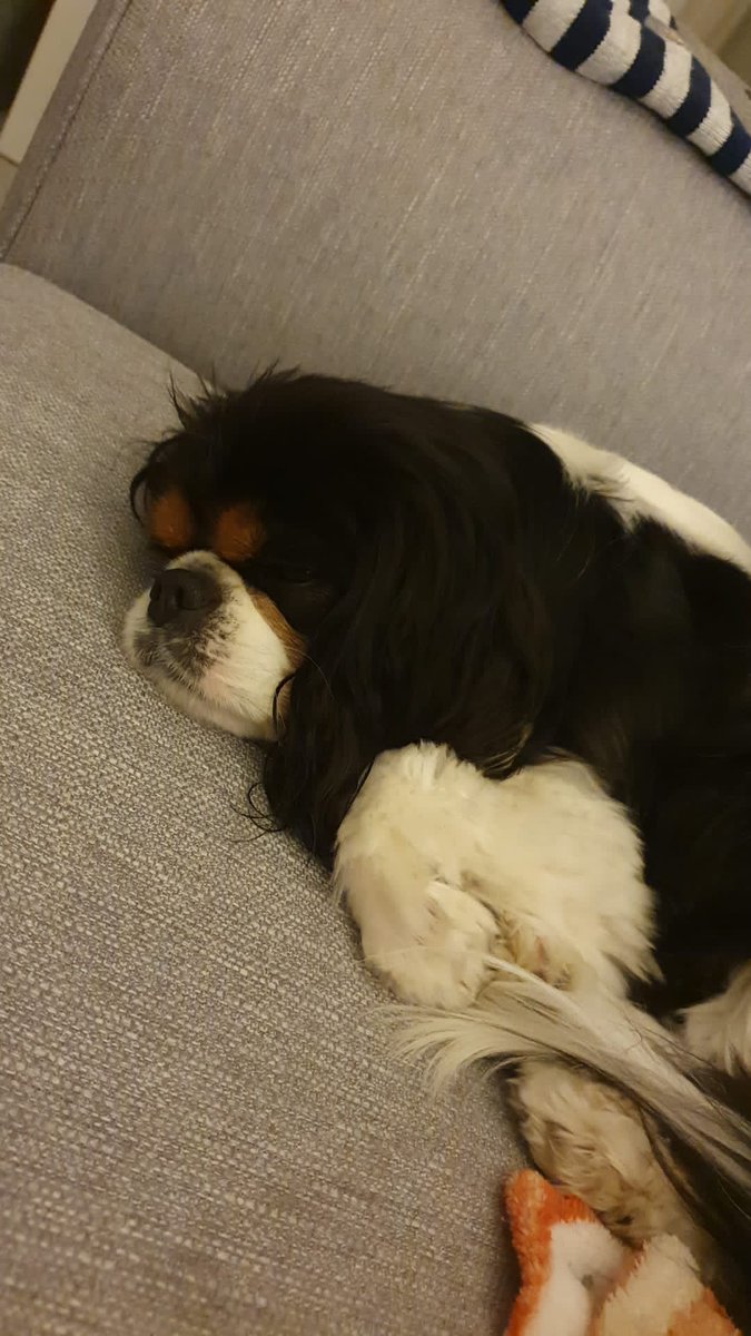 🐰ellie🐰 commissions open tweet media