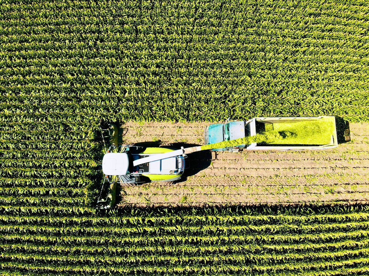 djlerwick's tweet photo. Hitting your target is critical as a chopper operator and a grower. Consistent products make that more attainable for both. @ChannelSeed 192-08VT2PRIB continues to provide consistent, quality tons in Albin, WY. #Bayer4WY #Silage https://t.co/DZUUh5yeCt