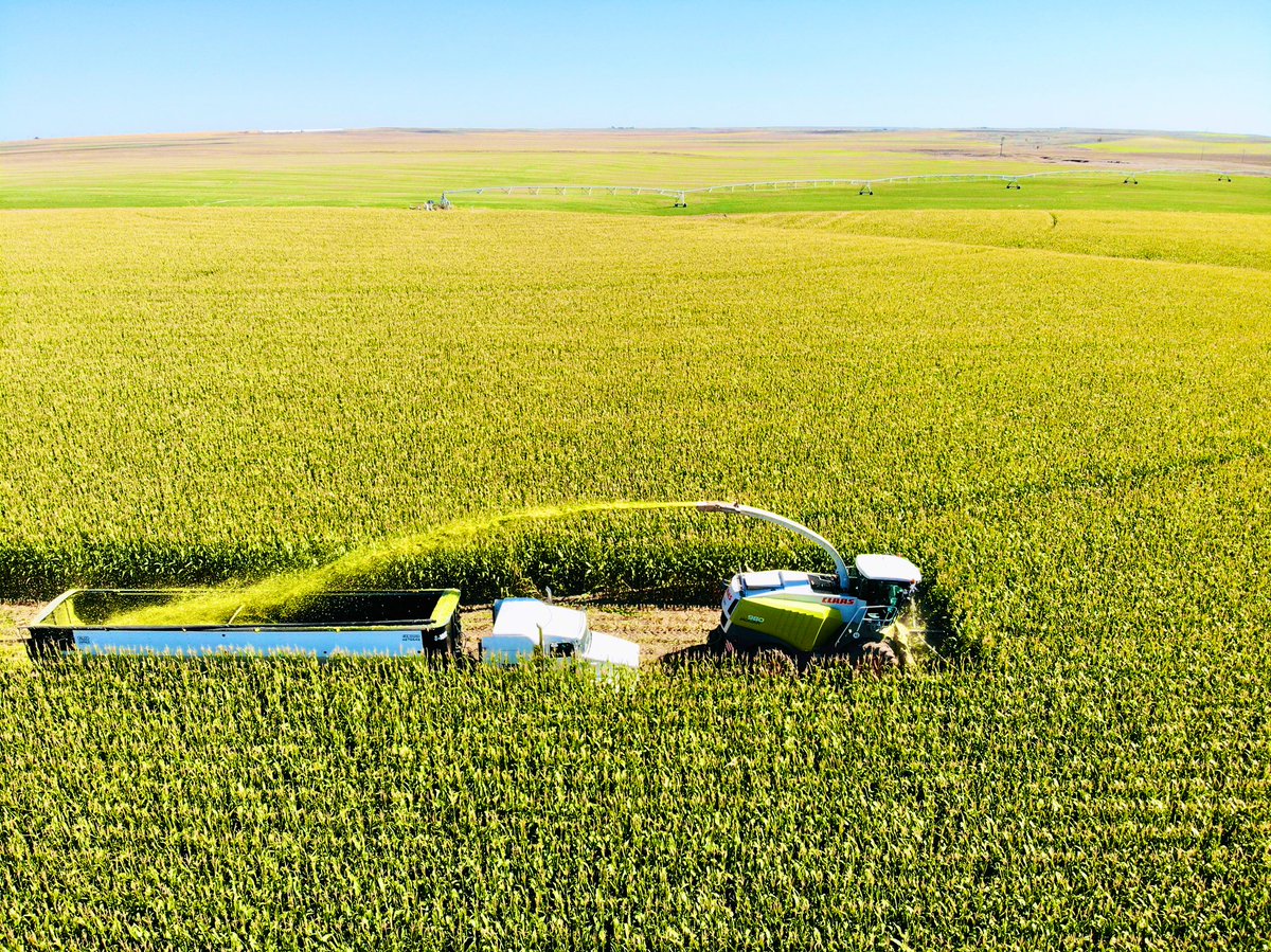 djlerwick's tweet photo. Hitting your target is critical as a chopper operator and a grower. Consistent products make that more attainable for both. @ChannelSeed 192-08VT2PRIB continues to provide consistent, quality tons in Albin, WY. #Bayer4WY #Silage https://t.co/DZUUh5yeCt