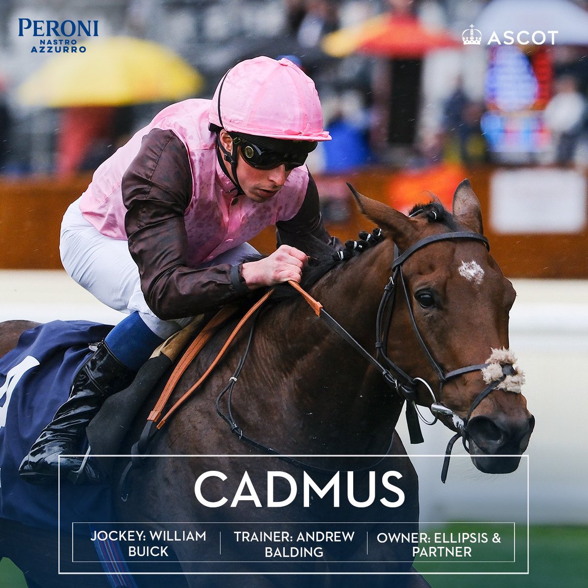 Quantum (@thepaleking1954) on Twitter photo Great day for <a href="/ellipsisracing/">E L L I P S I S</a> at <a href="/Ascot/">Ascot Racecourse</a> with Cadmus. Many thanks to sponsors <a href="/peroniuk/">PeroniNastroAzzurro</a> for a fantastic prize 🍺👌🏼 Great day for <a href="/ellipsisracing/">E L L I P S I S</a> at <a href="/Ascot/">Ascot Racecourse</a> with Cadmus. Many thanks to sponsors <a href="/peroniuk/">PeroniNastroAzzurro</a> for a fantastic prize 🍺👌🏼