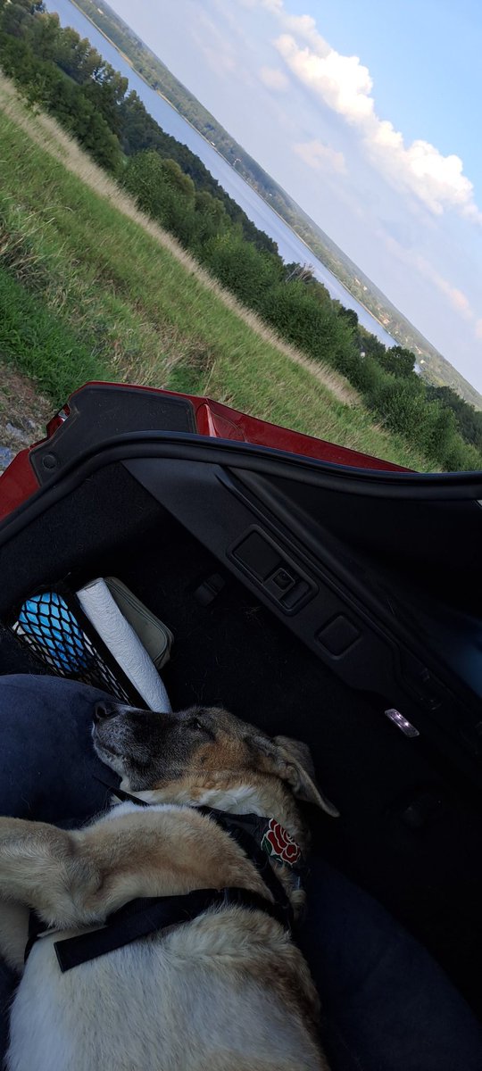 J52Wallusch's tweet photo. Today in my >>Funkcja the #Senior #Pup<< series:
I Like Lakes
#DogsofTwittter
#DogsofFootball π
#DogsofRugby π https://t.co/2PlzqqGvyv