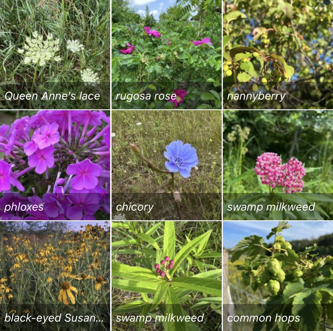 Botany BrewFarm tweet media