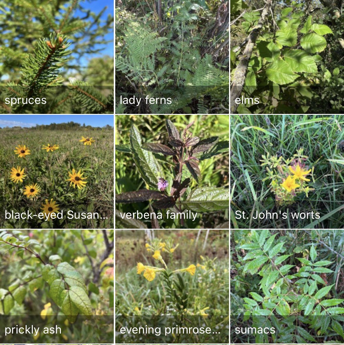 Botany BrewFarm tweet media