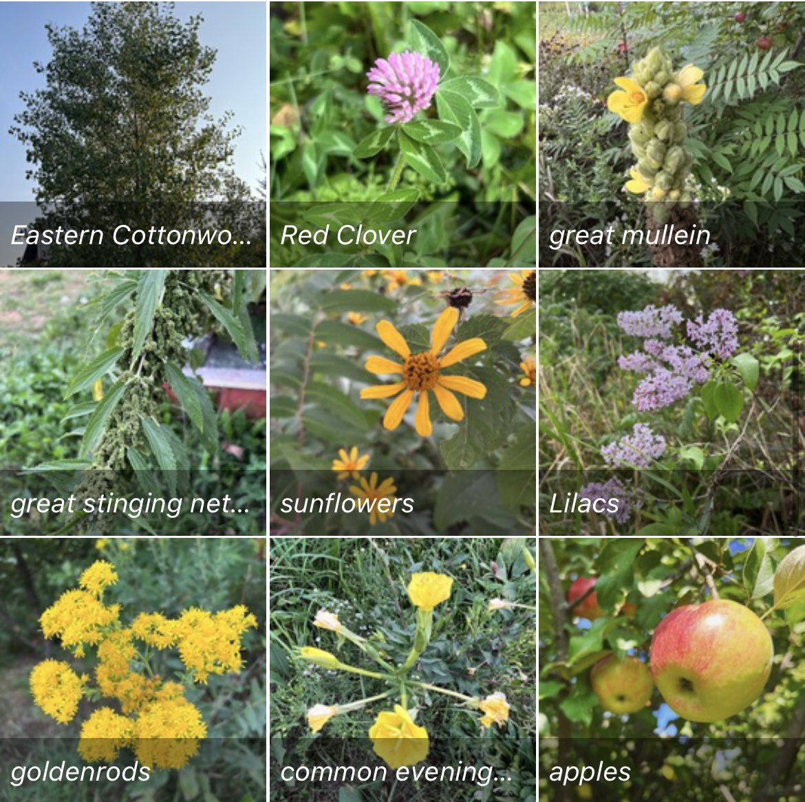 Botany BrewFarm tweet media