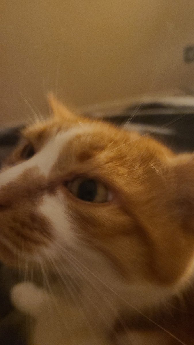 tomlachlan's tweet photo. @TweetsOfCats https://t.co/1dBGaelcNo