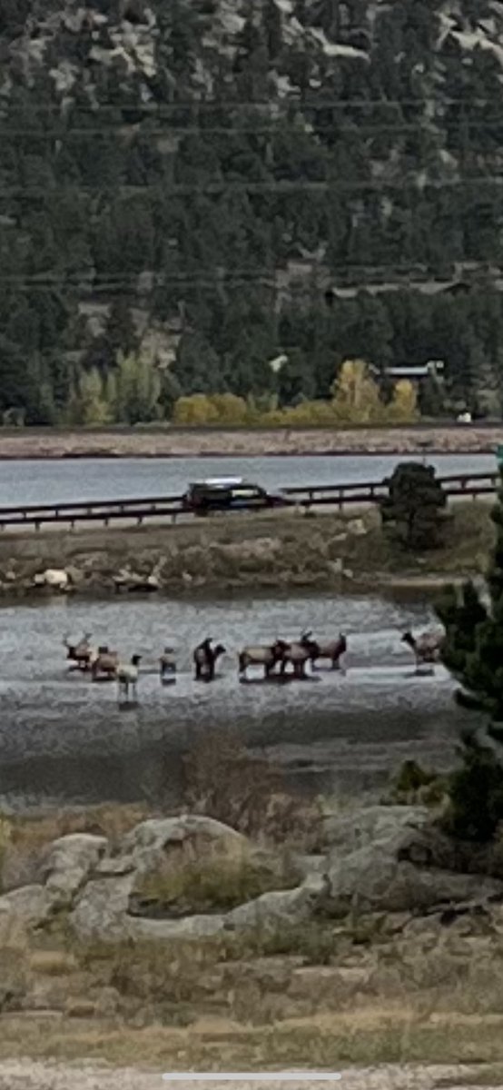 ivagonefishing's tweet photo. Light snow on Fall River Pass 11,796 feet , herd of elk are back in #LakeEstes , beautiful autumn π colors showing and now a bit of rain . Itβs all goin down up here π
and I love it ! @JessicaFey7 @CReppWx https://t.co/s7ARlZpMAu