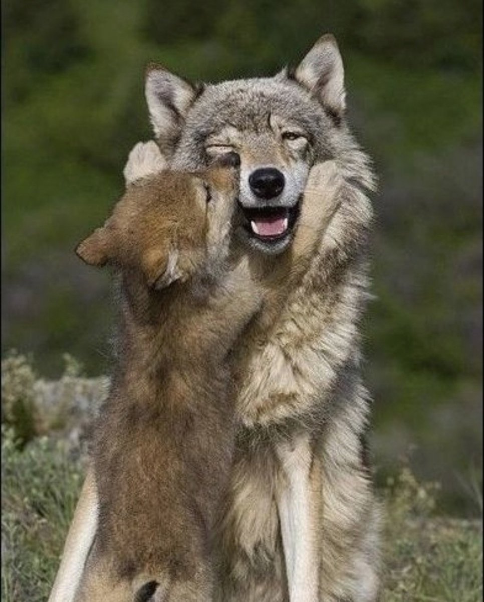 FAUNERO2 tweet picture