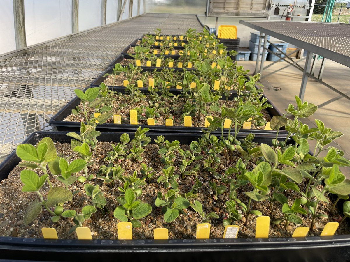 Sulfentrazone screening this week! Some lines are more tolerant than others. We continue to see requests for alternative chemistries from plant breeders and seed companies. #greenhouse #traittesting #illinoiscrop