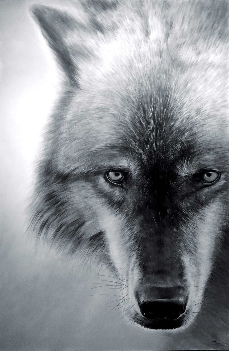 wolflope's tweet photo. https://t.co/6IUIXfCGmU